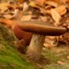 Pilze Intensiv-Wochenende 10. - 12.10.2025 am Edersee