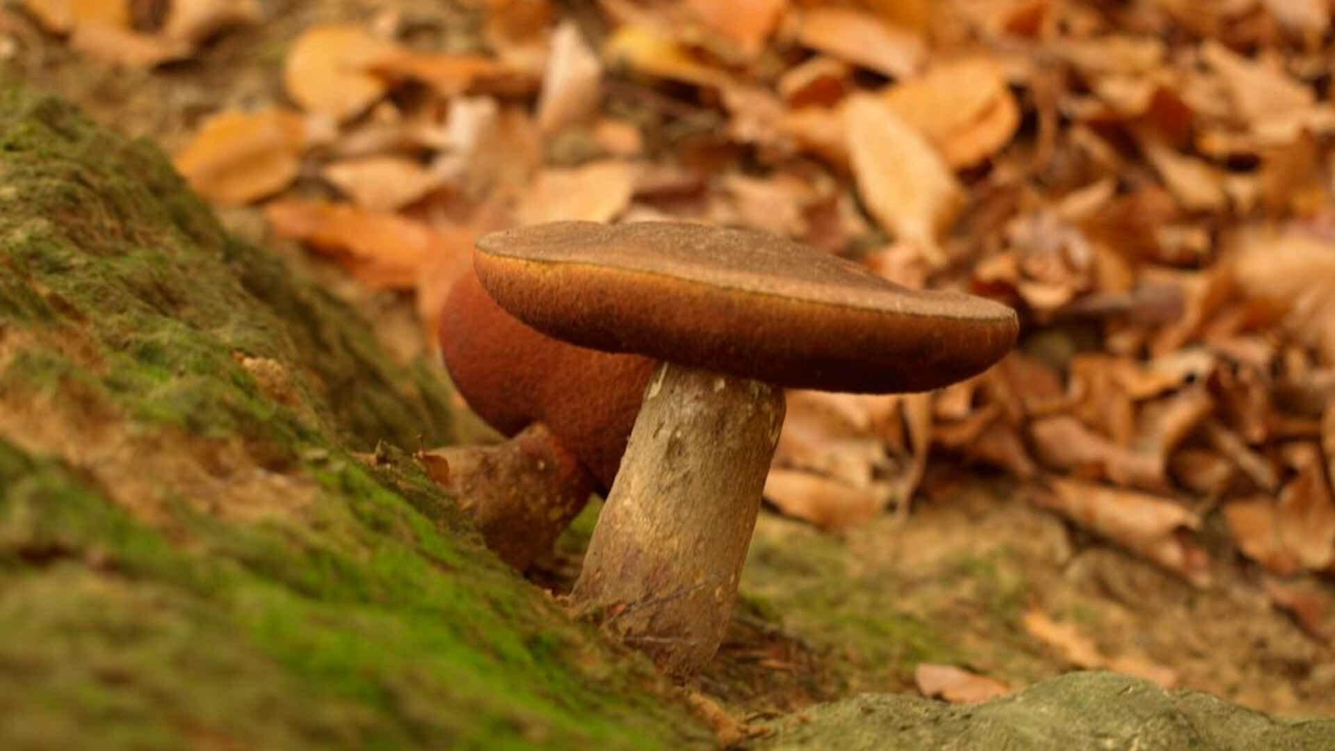 Pilze Intensiv-Wochenende am Edersee