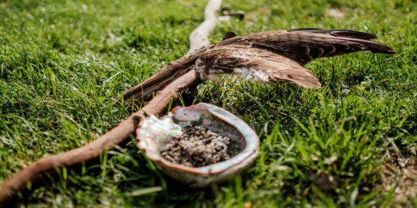 Weiterbildung & Naturcoaching