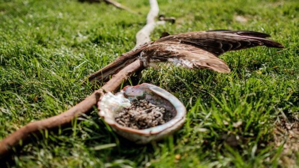 Weiterbildung & Naturcoaching