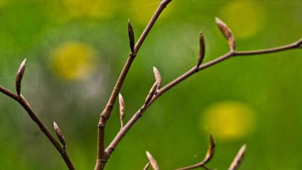 Alternative view of 2607 Ehemaligentreffen Wildnisgruppe 26