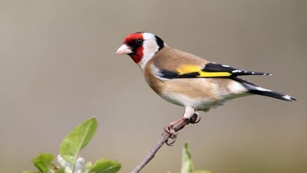 Faszination Vogelsprache 01.05.2025