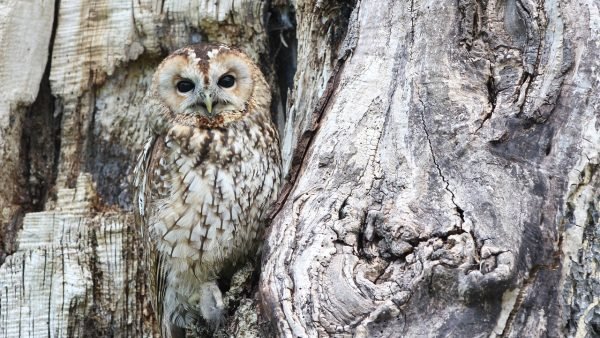 Infoveranstaltung Weiterbildung Wildnispädagogik 16.11.2025