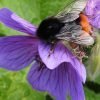 Sommerferienbetreuung 2 im Wildniscamp - 18.- 22.08.25