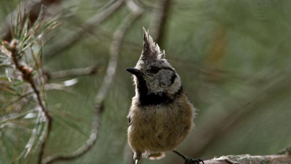 2605 die geheime Sprache der Vögel 12.+13. Mai 26