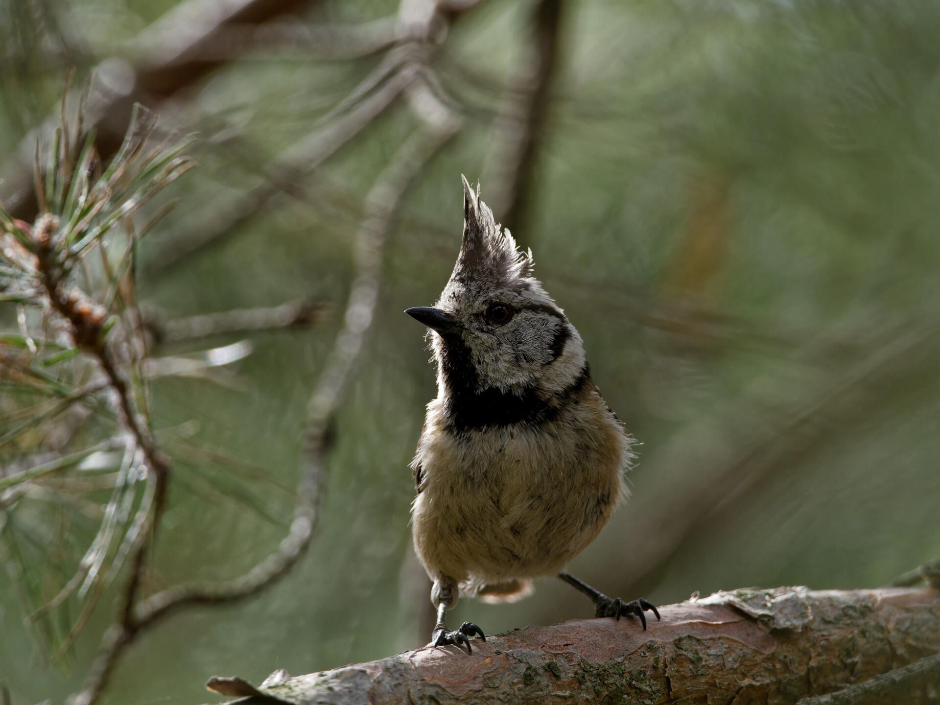 2605 die geheime Sprache der Vögel 12.+13. Mai 26