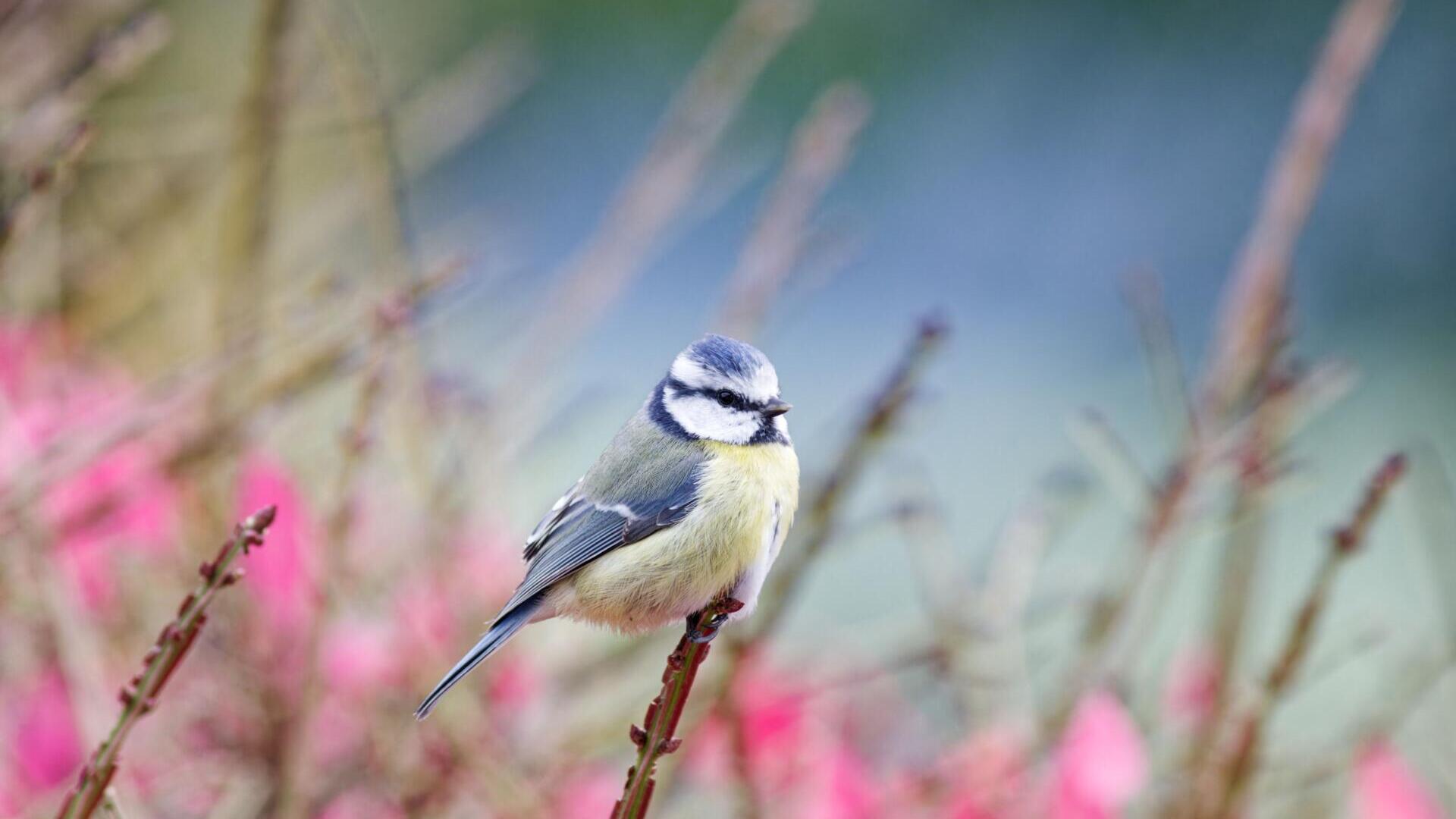 die geheime Sprache der Vögel 12.+13. Mai 26