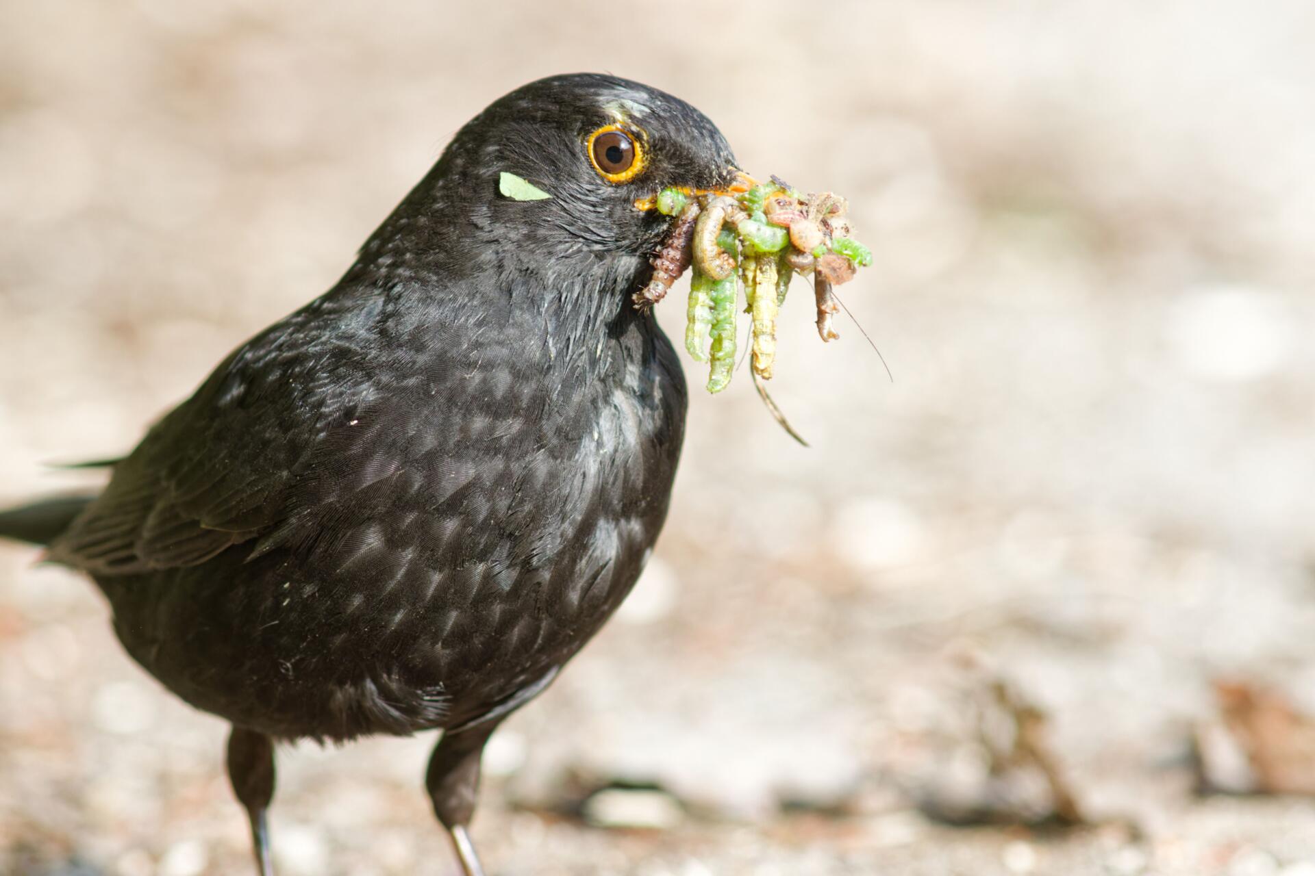2605 die geheime Sprache der Vögel 12.+13. Mai 26 – Bild 5