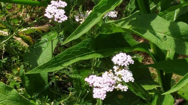 Alternative view of (Wild)- und Frauenkräuter für Körper und Seele