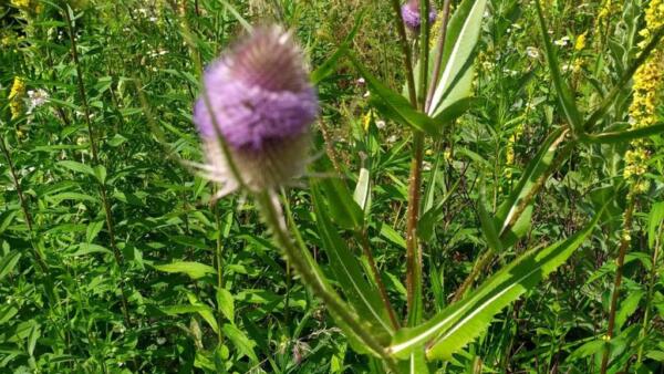 (Wild)Kräuter Apotheke – „geballte Pflanzenkraft“ sammeln