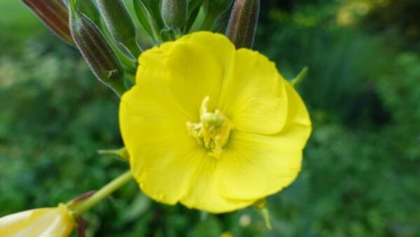 (Wild)- und Frauenkräuter für Körper und Seele